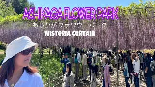 ASHIKAGA FLOWER PARK ( Beautiful Wisteria )2024 Japan 🇯🇵 #あしかがフラワーパーク #JanePesaoTV