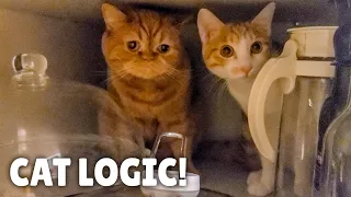 The Suspicious Nature of Cats | Kittisaurus