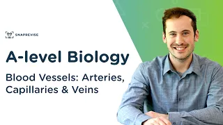 Blood Vessels: Arteries, Capillaries & Veins | A-level Biology | OCR, AQA, Edexcel