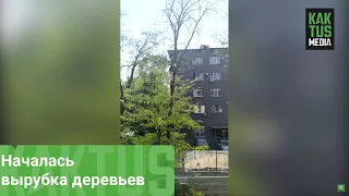 Несмотря на протесты началась вырубка деревьев