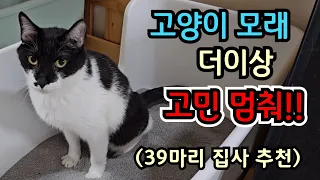 고양이 모래 더이상 찾아 헤매지 마세요!!(39마리 다묘 쉼터집사 추천템)