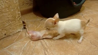 Микро девочка чихуахуа и куриная голень / Micro girl chihuahua and chicken leg