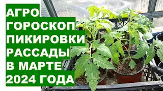 Агрогороскоп пикировки рассады в марте 2024 года Agrogoroscope of seedling picking in March 2024