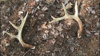 Shed hunting how to.