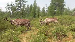 Плато Оконон  У жизни таёжной своя красота