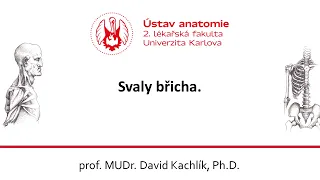 Svaly břicha 9 11 2020