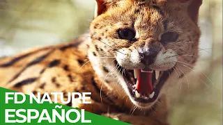 Fuerzas Especiales Animales | Equipamiento Especial | Free Documentary Nature - Español