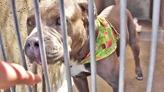 Rescuing A Pitbull From A High-Kill Shelter