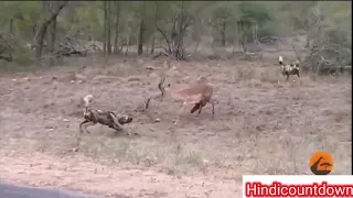 Ampala Vs Wild Dogs