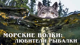 Морские волки: Канадские любители рыбалки | Интересные факты про волков