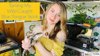 How I Tamed my Wild Caught Blue Tongue Skink