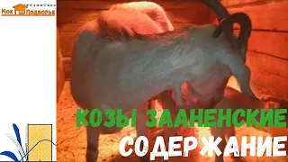 Разведение и содержание коз. "Мое Подворье"