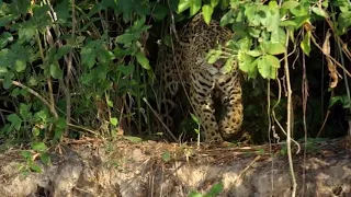 Jaguar vs croco combat à mort!!! incroyable!!  720 X 1280