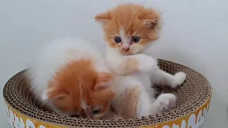 Here's a kitten that ate his siblings tail again