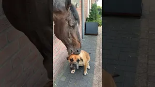 Horse Has a Nibble on Dog's Head || ViralHog
