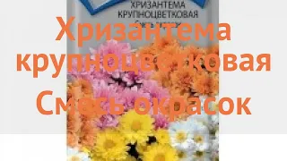 Хризантема крупноцветковая Смесь окрасок 🌿 обзор: как сажать, семена хризантемы Смесь окрасок