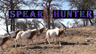 Spear Hunting the Scimitar Oryx in Texas