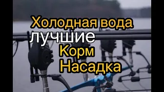 Лучшие корм и насадка в холодной воде. Ловля карпа весной.