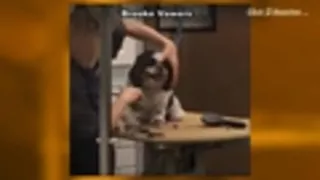 PetSmart grooming viral video