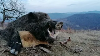 Driven Wild  Boar Packages in Serbia for 2022