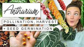 Grow Rare Anthuriums FOR FREE 🌱 The Lowdown On Anthurium Pollination, Harvest + Germination