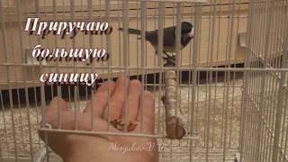 Приручение большой синицы. Parus major.