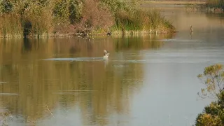 Bald Eagle Taking A Canada Goose at Grant Lake