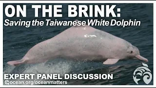 On The Brink: Saving the Taiwanese White Dolphin