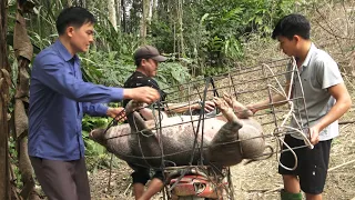 Selling the biggest wild boar. Robert | Green forest life