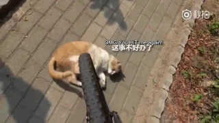 Street Scammer Cat fakes injuries for food