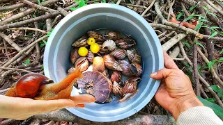 Hunting Snail! Adventure in search of Snails! Cute Snail, Albino Snail, Snail Shell