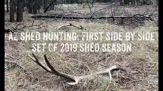 AZ Shed Hunting: First Side by Side Elk Sheds of 2019