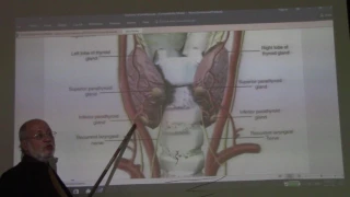 Endocrine module 5 ( Parathyroid gland  ) , by Dr. Wahdan