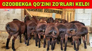 200 BOSH QO'ZINI ZORLARI KELDI NARXLARIXAM ZOR BOLDI