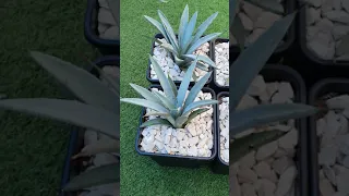 Пересадка агавы. Субстрат для агавы. Agave