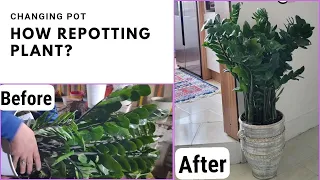 how repotting the ZZ plant | How to change the plant pot?