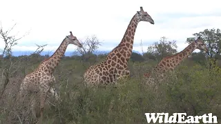 WildEarth - Sunset Safari - 21  Dec 2022