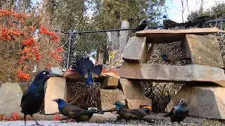 Common Grackles migrating north, Quispamsis