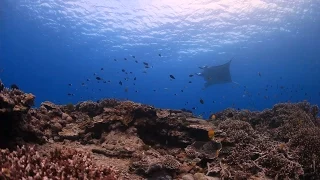 Managing and protecting Australia’s Great Barrier Reef