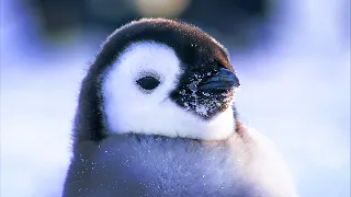 Antarctique, la vie dans les déserts de glace