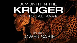 A MONTH in the KRUGER - RETURN TO LOWER SABIE (Episode 11)