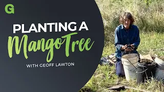 Planting a Mango Tree