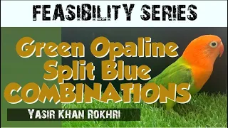 Feasibility Study of Lovebirds Farming & Breeding | Green Opaline Split Blue Fischeri Combinitions