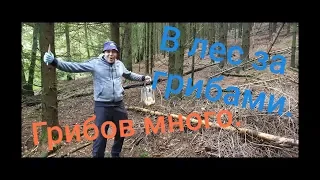 За грибами в октябре. Германия. Очень много грибов свинушек.