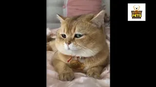 🤣Funny animals 2020 Awesome Pets 😻Animals Life Videos 🐶 Wow Pets 😇 61