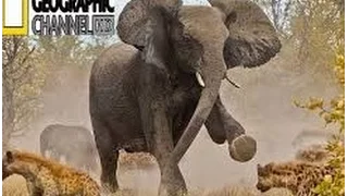 Nat Geo Wild - Wild Thailand HD - Nature Documentary