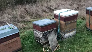 Erster Eingriff am Bienenstand ohne die Völker zu öffnen am 15 01 2023