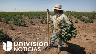 “Dependemos de la lluvia”: ganaderos y agricultores en Texas sufren los estragos de la sequía