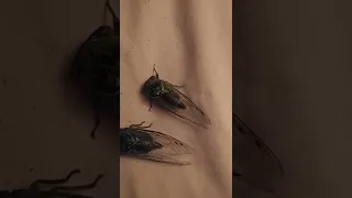 rare cicadas brown and black cicada