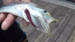 Catching Ribbonfish off the Pier